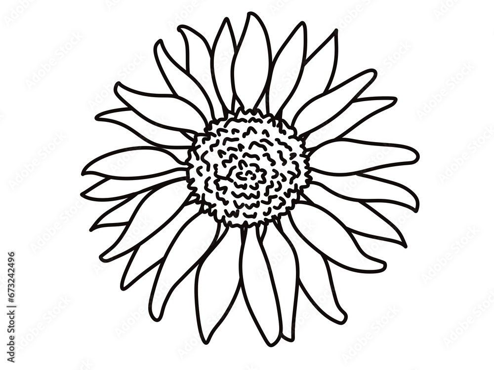 illustration of a sun flower line art illustration of a sun flower line art