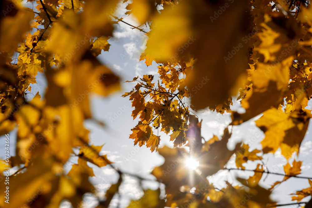 yellowing foliage on maples in autumn weather yellowing foliage on maples in autumn weather