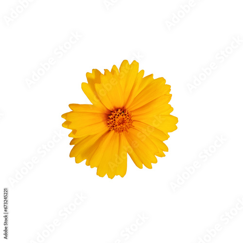 Yellow flower Lanceleaf Coreopsis isolated on white background. Top view  close-up. Element for creating design  postcard  pattern  floral arrangement  wedding cards and invitation.