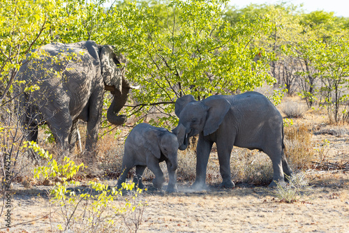 Photography Baby and juvenile elephant siblings stomping their feet next to their mother fee