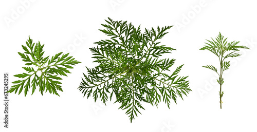 Set of ambrosia leaves and twigs isolated on a white background. Elements for creating designs, cards, patterns, floral arrangements, frames, wedding cards and invitations.