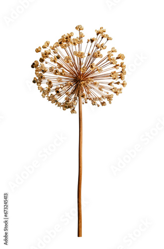 Dried allium flower isolated on white background.