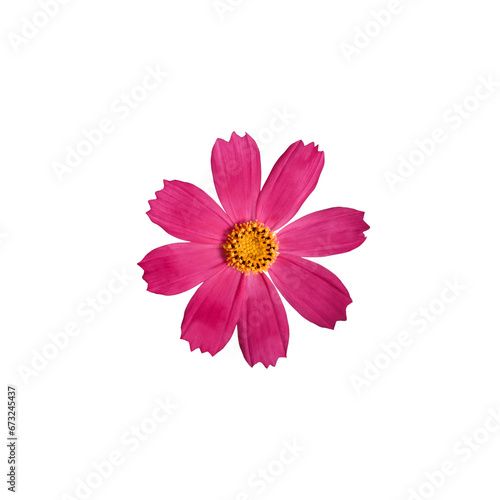 Cosmos bipinnatus Pink flower isolated on white background, top view. Element for creating designs, cards, patterns, floral arrangements, frames, wedding cards and invitations.
