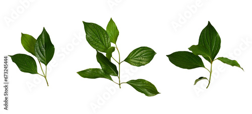 Spring set. Fresh branches with green leaves isolated on white background. Elements for creating designs, cards, patterns, floral arrangements, frames, wedding cards and invitations.