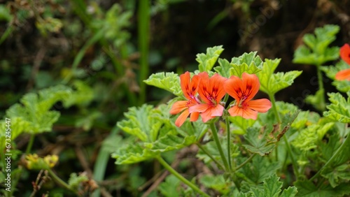 R1ed colour flowers of Pelargonium panduriforme also known as Oakleaf garden geranium photo