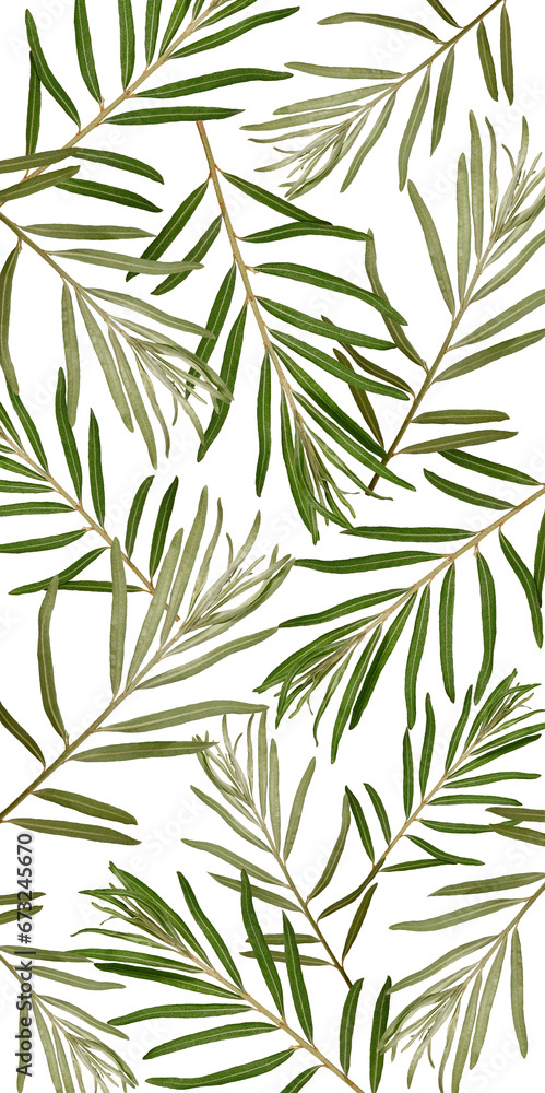 Abstract background of sea buckthorn leaves on transparent background with possibility to change background color. Wallpaper for cell phone or bookmark. Abstract background of sea buckthorn leaves on transparent background with possibility to change background color. Wallpaper for cell phone or bookmark.