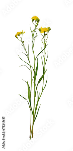 Botanical Collection. Composition of yellow wildflowers isolated on white background. Element for creating design, postcard, pattern, floral arrangement, wedding cards and invitation.