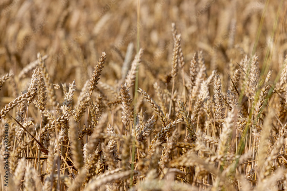 Fototapeta premium rye field with grain harvest on hot summer days