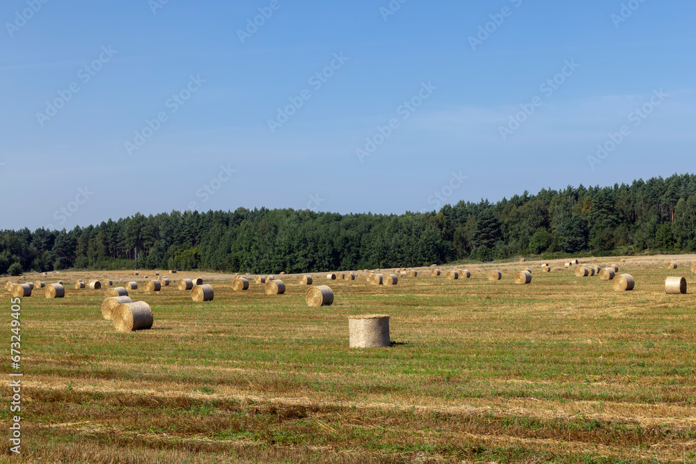 Fototapeta premium A field with cereals in the summer