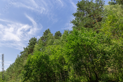 deciduous trees in summer in sunny weather