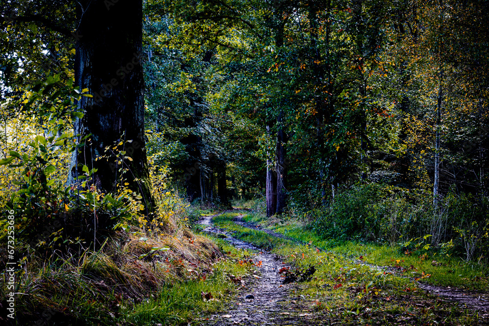 Leśna ścieżka pośród jesiennych kolorów.Okolice Karpnik (Dolny Śląsk)