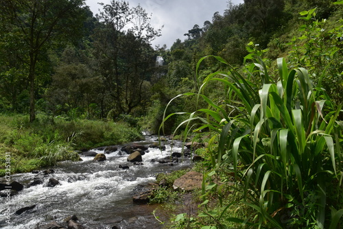 The green and lush jungle at the foot of Mount Kilimanjaro in Tanzania, Africa photo