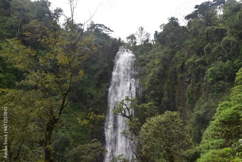 The green and lush jungle at the foot of Mount Kilimanjaro in Tanzania, Africa photo