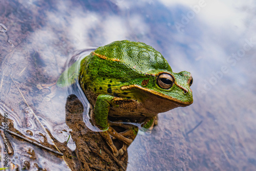 Ranas, Sapos, canto de ranas sapos, rana de árbol, árbol, sapo verde, 
