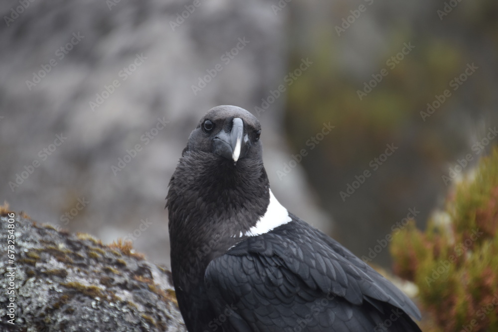 Obraz premium Big White Necked Ravens on the lava rocks of Mount Kilimanjaro in Tanzania, Africa