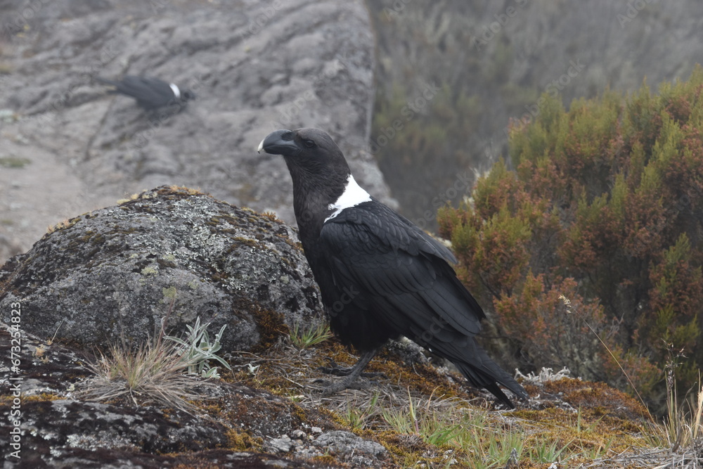 Fototapeta premium Big White Necked Ravens on the lava rocks of Mount Kilimanjaro in Tanzania, Africa