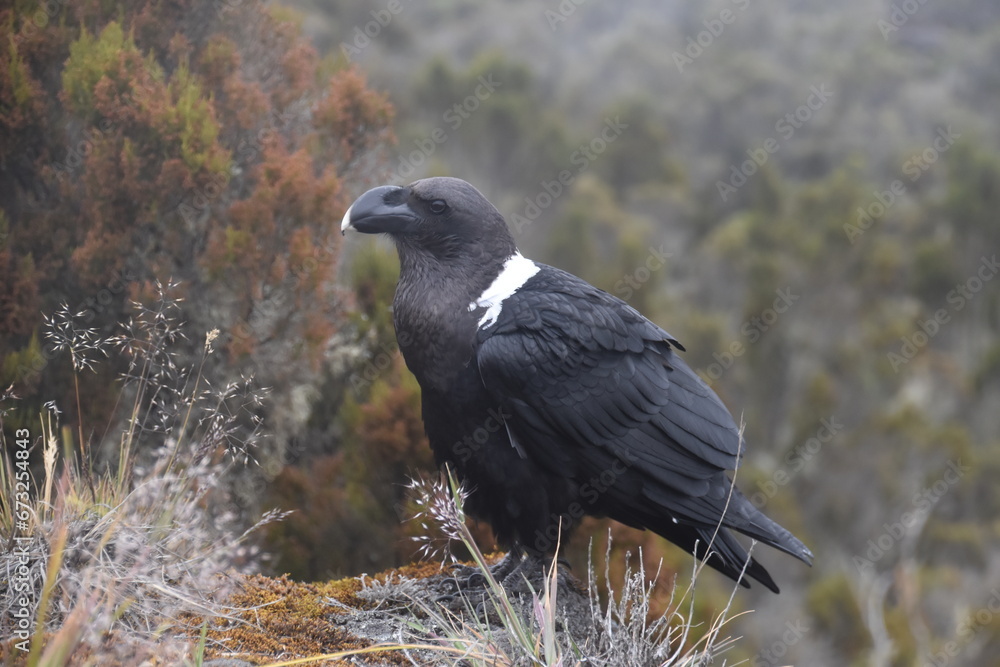 Obraz premium Big White Necked Ravens on the lava rocks of Mount Kilimanjaro in Tanzania, Africa