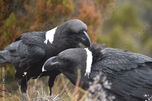 Big White Necked Ravens on the lava rocks of Mount Kilimanjaro in Tanzania, Africa
