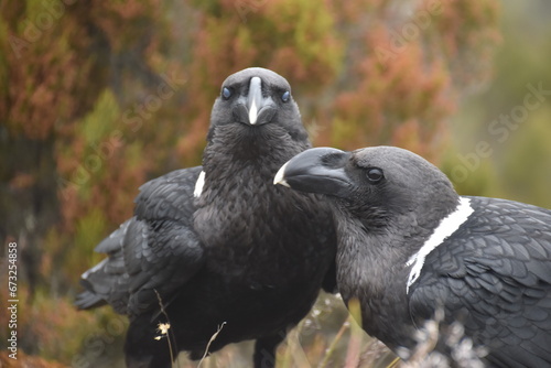 Big White Necked Ravens on the lava rocks of Mount Kilimanjaro in Tanzania  Africa