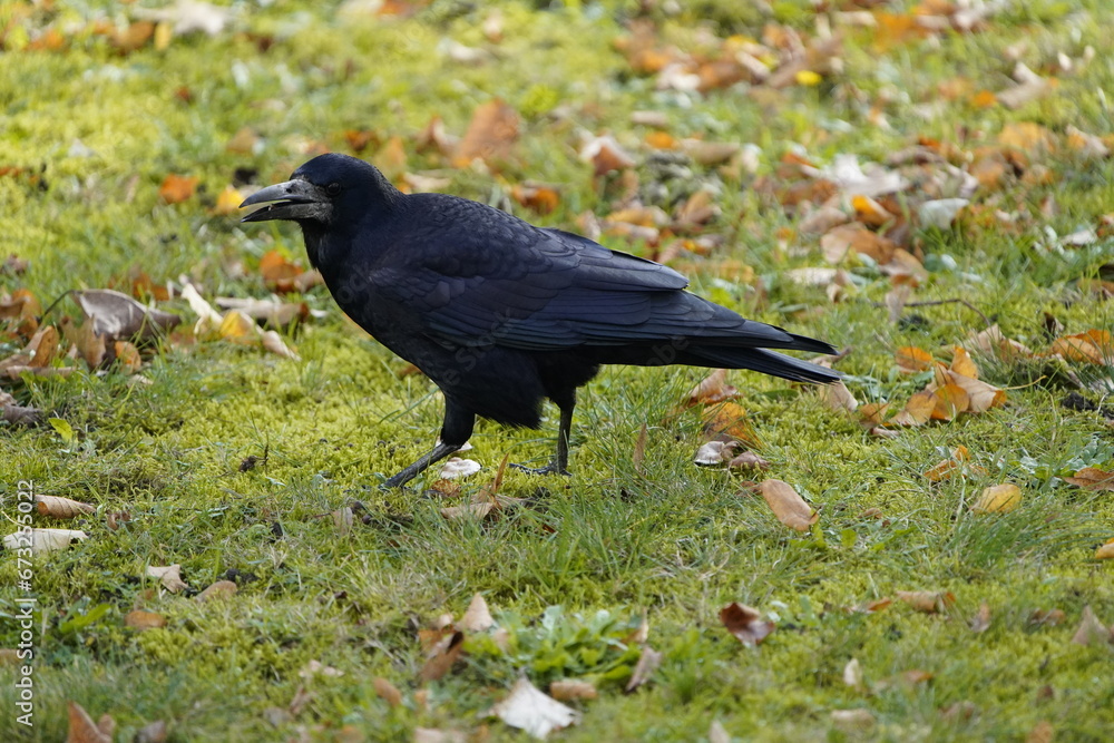 Fototapeta premium The rook (Corvus frugilegus) is a member of the family Corvidae in the passerine order of birds. Here as a winter guest from Russia from the end of October to the end of March. Hanover, Germany.