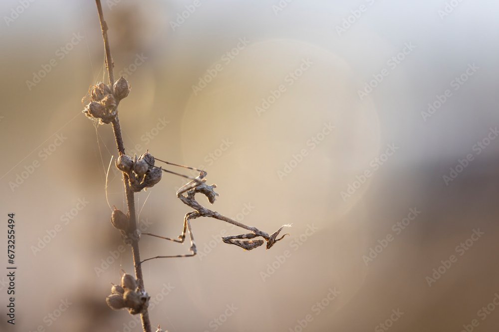 Empusa pennata, or the conehead mantis, is a species of praying mantis in genus Empusa native to the Mediterranean Region. Empusa pennata, or the conehead mantis, is a species of praying mantis in genus Empusa native to the Mediterranean Region.