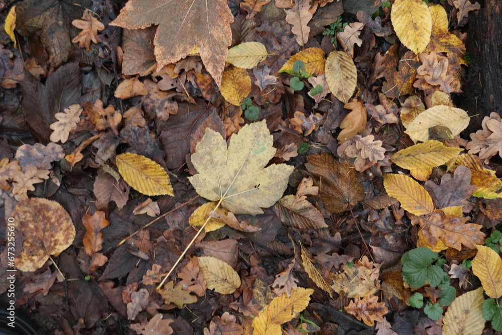 fallen autumn leaves