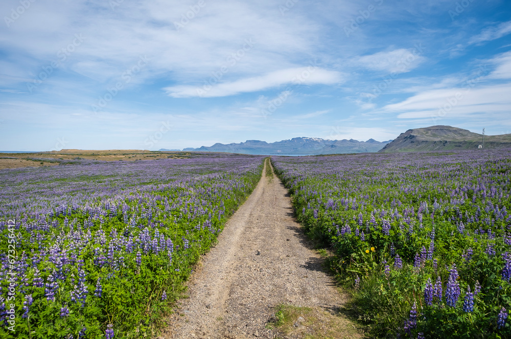 Obraz premium Blue Alaskan lupins (lupinus nootkatensis) cover vast swathes of Iceland. beautiful landscape of field lupins