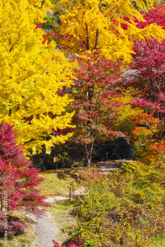 Fototapeta Naklejka Na Ścianę i Meble -  大井平公園の紅葉（愛知県豊田市稲武町）