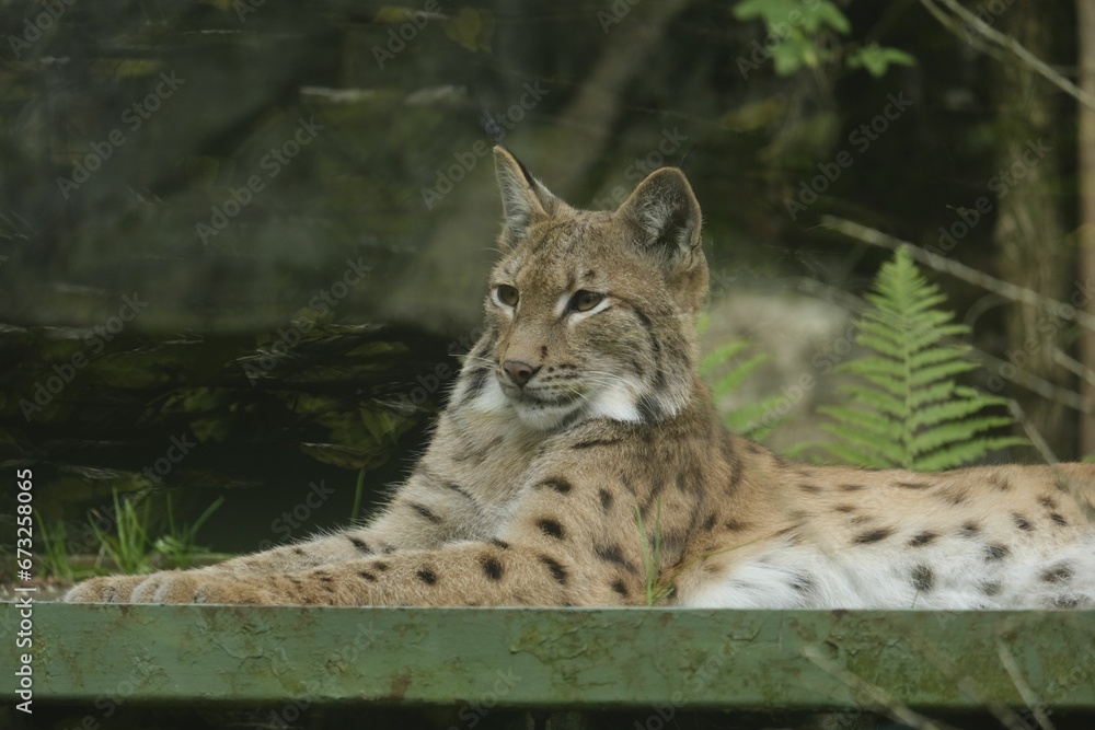 there is a bobcat that is laying down on the bench there is a bobcat that is laying down on the bench