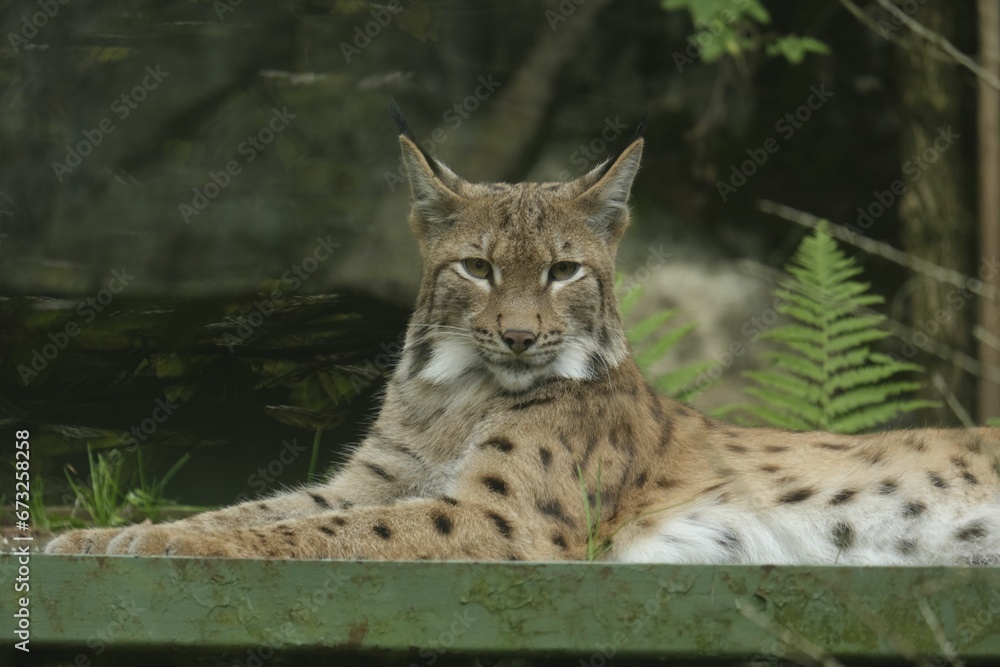 a lynx cat sitting in a zoo enclosure looking ahead with an angry look on its a lynx cat sitting in a zoo enclosure looking ahead with an angry look on its