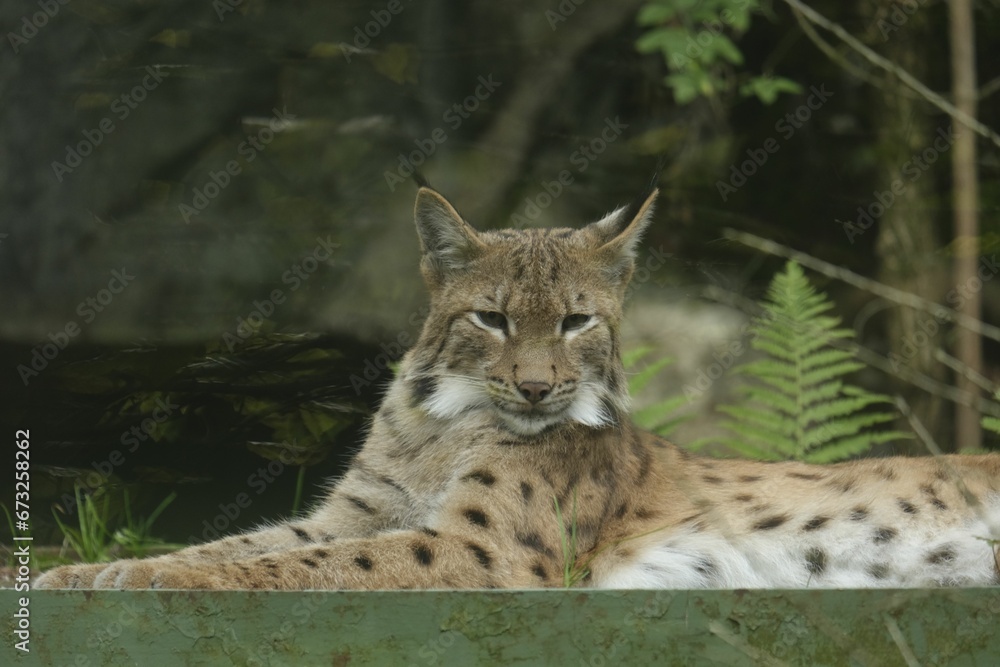 the lynx is resting on the ledge at the zoo outside the lynx is resting on the ledge at the zoo outside