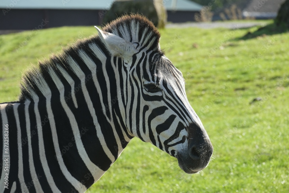 a single zebra standing in a grass field, next to a tree a single zebra standing in a grass field, next to a tree