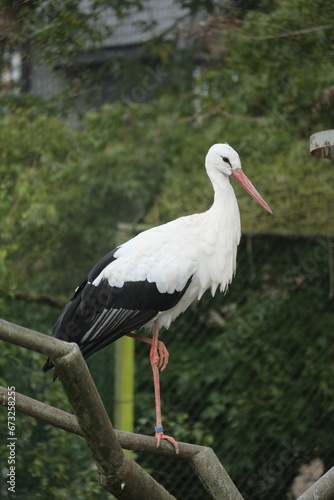 an image of a bird on a tree branch in a zoo