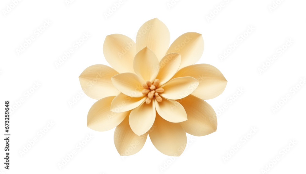 Fototapeta premium frangipani flower isolated on transparent background cutout