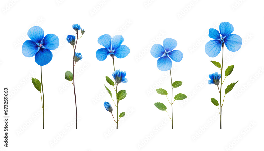 blue flowers isolated on transparent background cutout blue flowers isolated on transparent background cutout