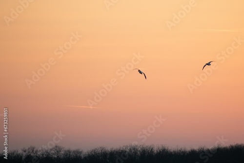 Birds soar against a vibrant orange and pink backdrop of a picturesque sunset.