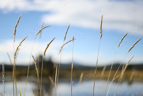 grass with some water in the background near a bridge 