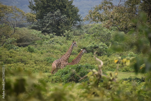 Canvas Print African giraffes in the wild in Arusha National Park, Tanzania