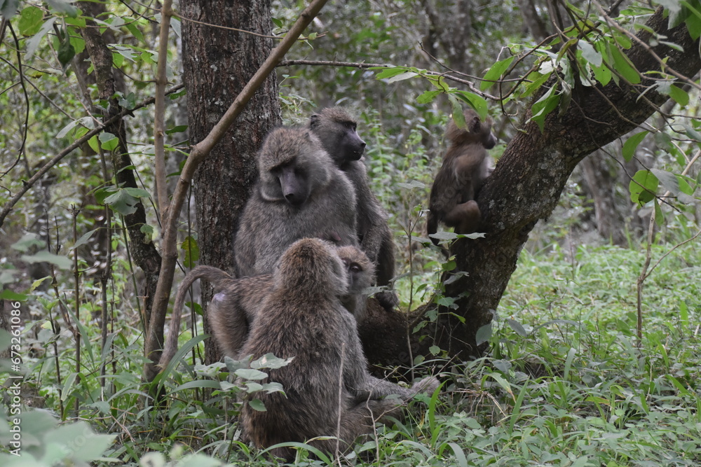 Obraz premium A troop of baboons seen on a safari in Arusha National Park, Tanzania