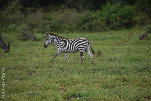 Zebras in the wild on safari in Arusha National Park in Tanzania, Africa photo