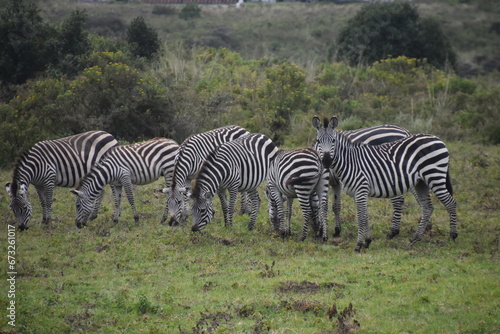 Zebras in the wild on safari in Arusha National Park in Tanzania  Africa