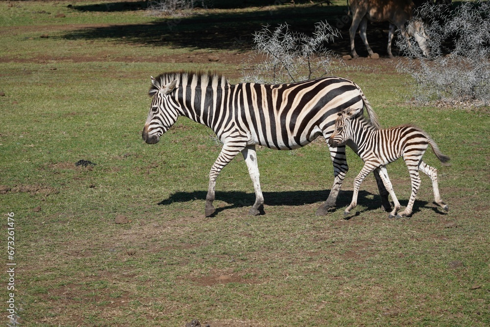 Mother zebra and her young calf stand in a grassy meadow. Mother zebra and her young calf stand in a grassy meadow.