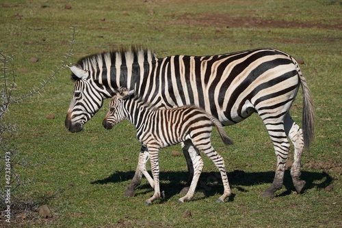 Female zebra walking with her foal in a natural outdoor environment.