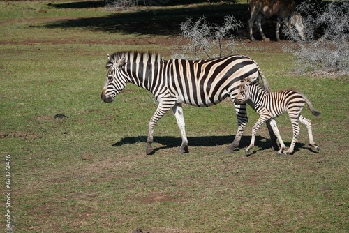 Mother zebra and her young calf stand in a grassy meadow.