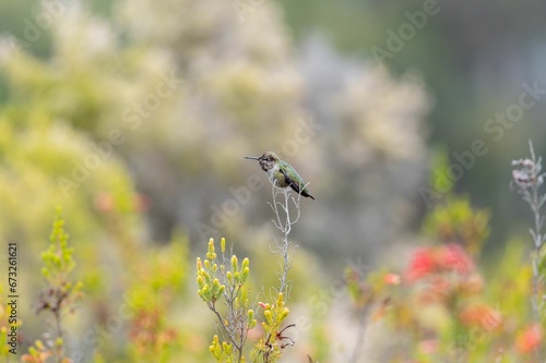 a hummingbird on a tiny branch in a field of flowers