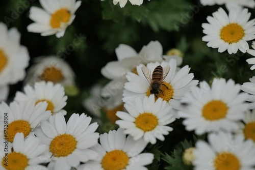 a bee sitting on a flower surrounded by white daisies