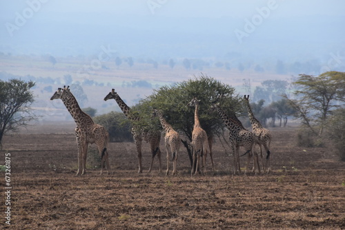 African giraffes in the wild in Arusha National Park, Tanzania