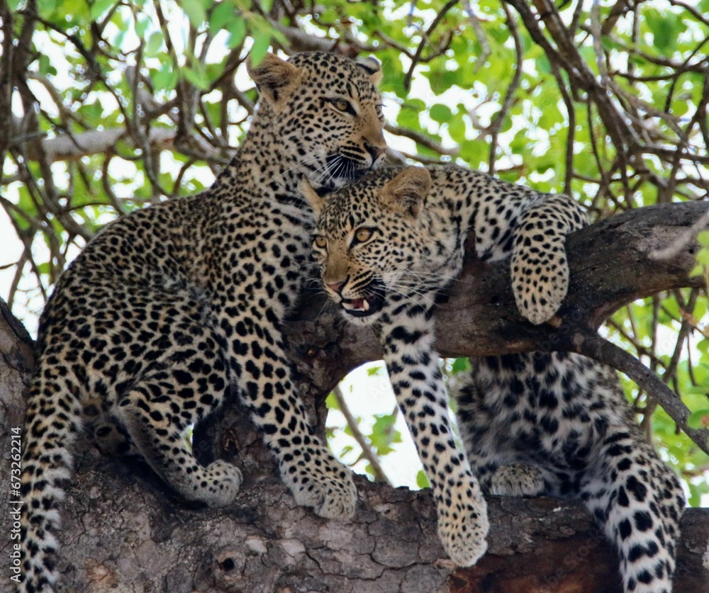 Naklejka premium two big leopard sitting on top of a tree branch with each other