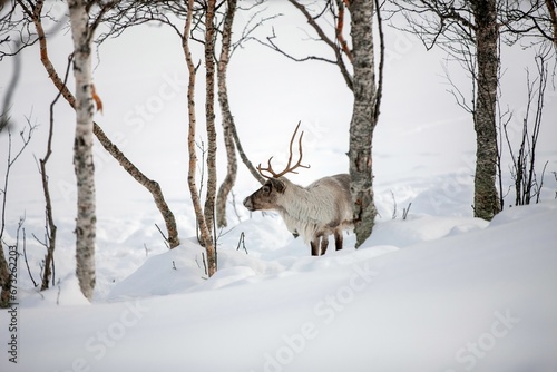 Sambar in the middle of snow covered forest with tall trees