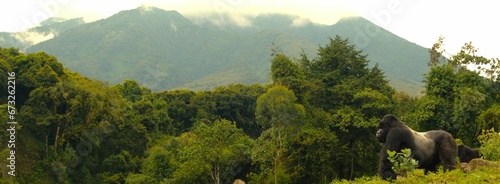 Majestic gorilla in a lush park surrounded by mountains photo